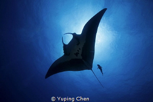 Into the Blue/Giant Manta/ Socorro, Mexico/Canon 5D MarkI... by Yuping Chen 